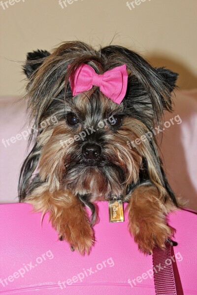 Yorkshire Terrier Dog Beauty Pink Bow