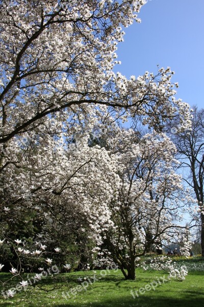 Season Cherry Wood Flower Spring Garden