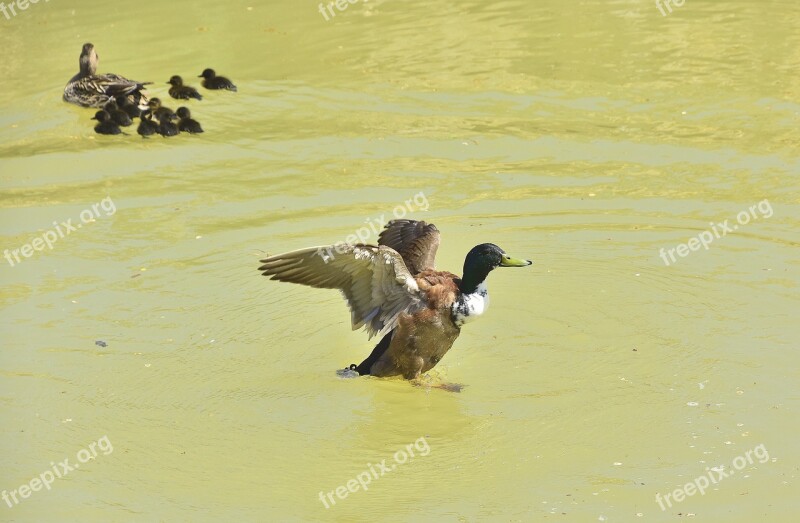 Birds Body Of Water Wild Life Nature Free Photos