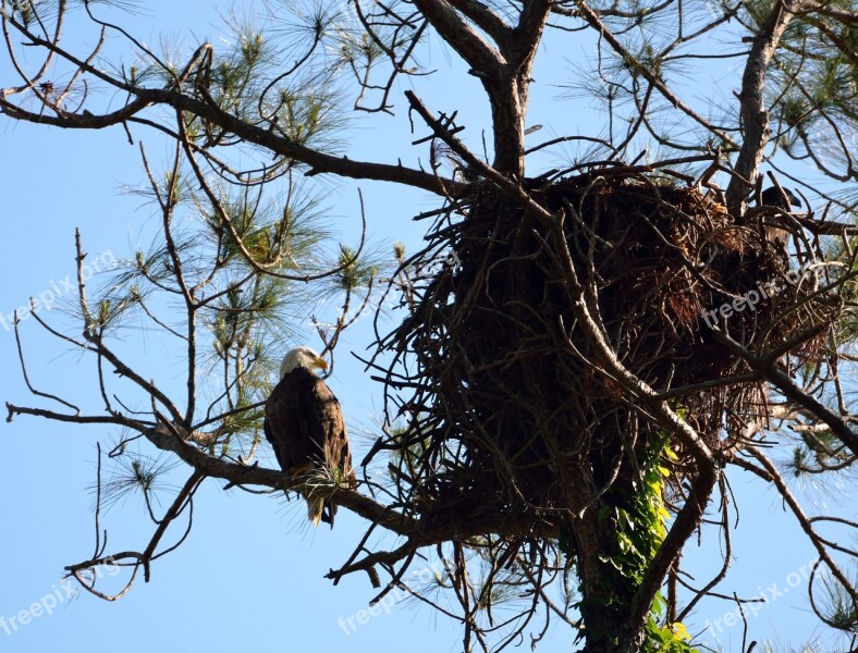 Nest Bird Tree Raptor Nature