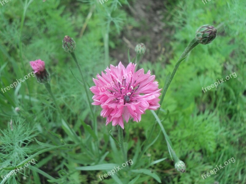 Flower Nature Plant Summer Garden