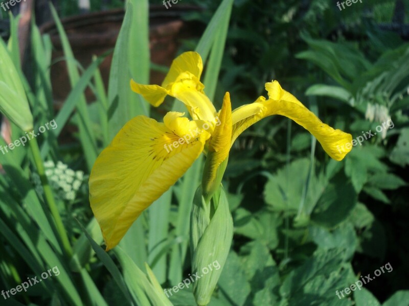 Nature Plant Flower Summer Sheet