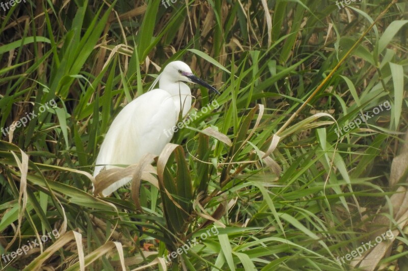 Nature Lawn Birds Wild Life Open Air