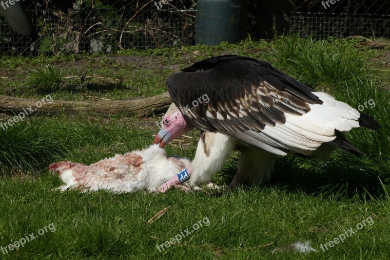 Vulture Bird Of Prey Prey Zoo Blijdorp