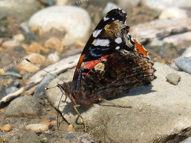 Butterfly Vanesa Vanessa Atalanta Atalanta Libar