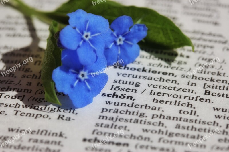 Book Paper Close Up Flower Forget Me Not