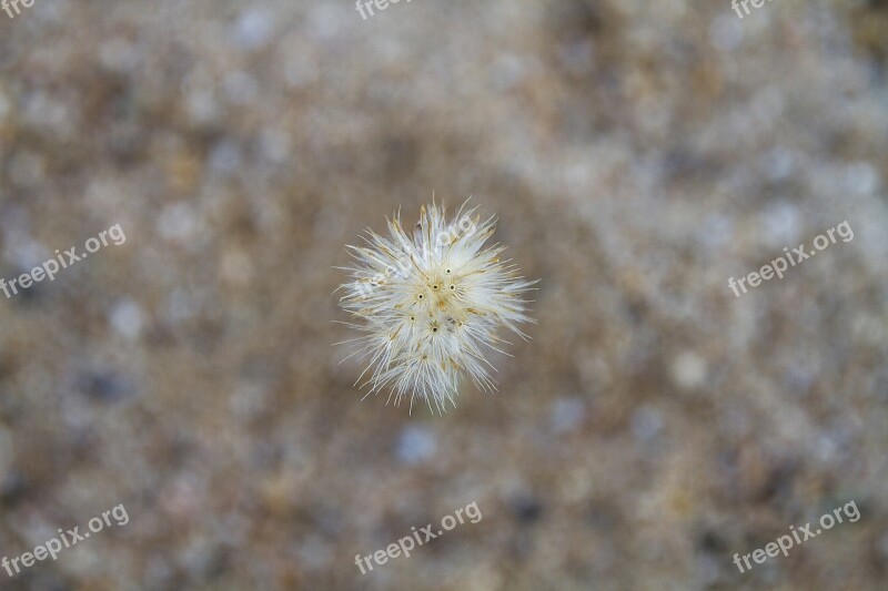 Flowering Grass Flowers Nature A Blade Of Grass Background