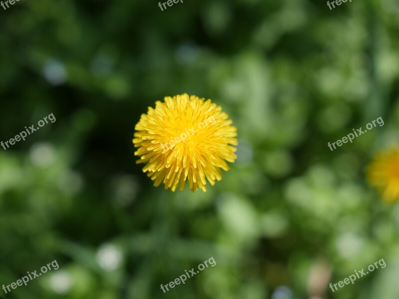 Dandelion Taraxacum Flower Yellow Grass