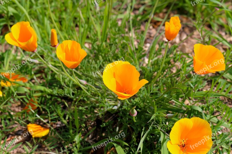 Nature Summer Flower Field Flora