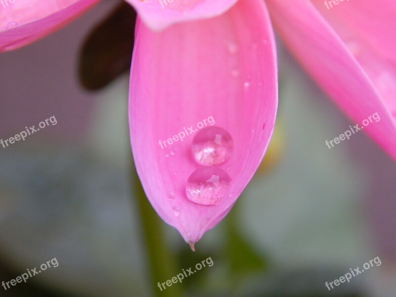 Dew Flower Drop Pearl Drops