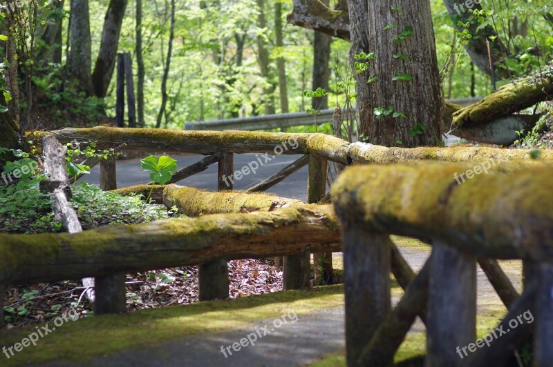 Wooden Path Mossy Handrail Free Photos