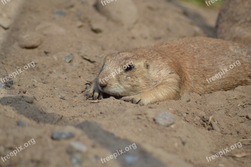 Nature Sand Small Animals Animal Life