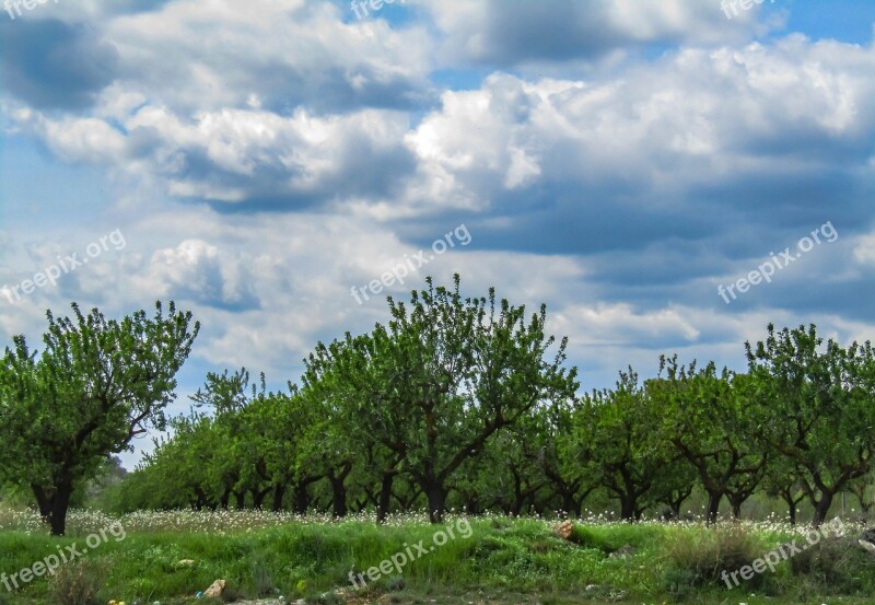 Nature Tree Landscape Sky Panoramic