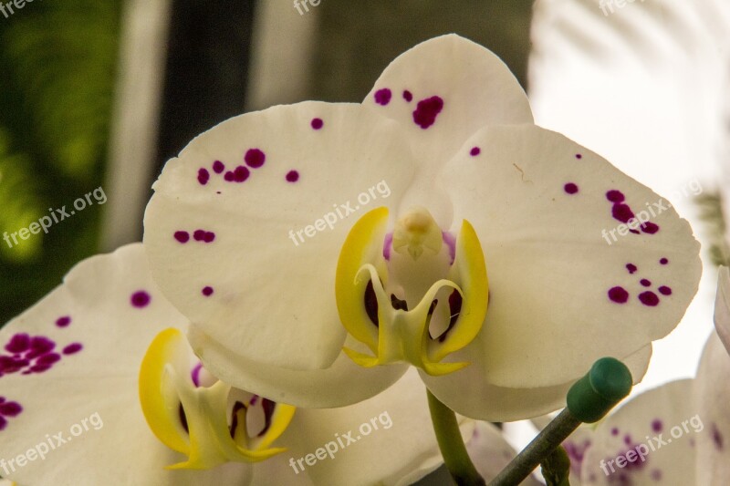 White Orchid Flower Nature Plant Color