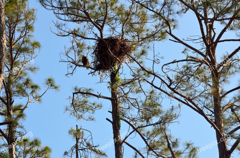 Nest Bird Tree Raptor Nature