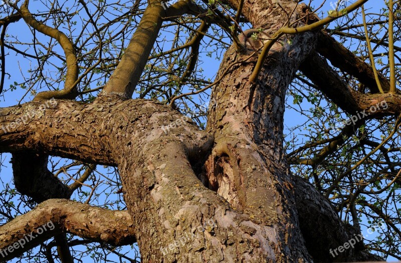 Tree Nature Wood Winter Kahl