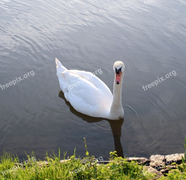 Swan Ducks Duck Bird Water Bird Swans