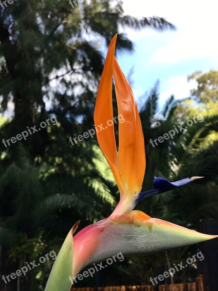 Rare Flower Petals Orange Orange Petal Petals