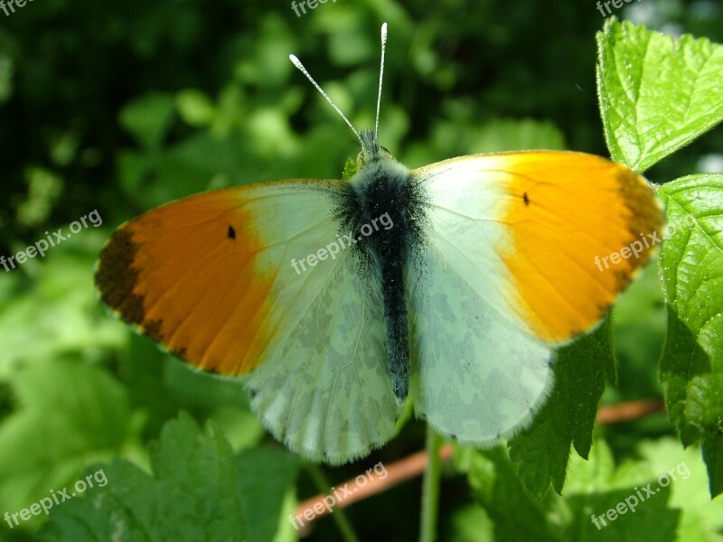 Nature Summer Wing Animal World Butterfly