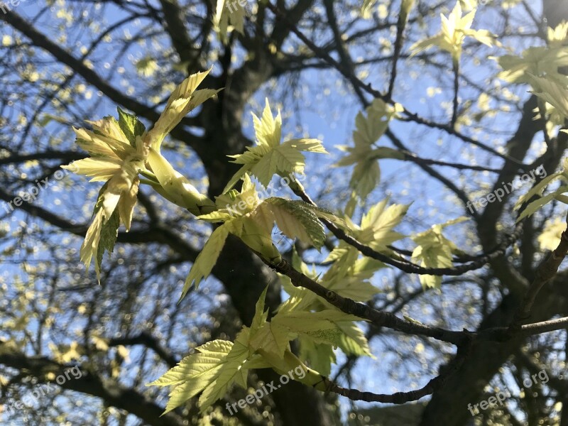 Spring Tree Nature Rozpuk Blooming Flowers