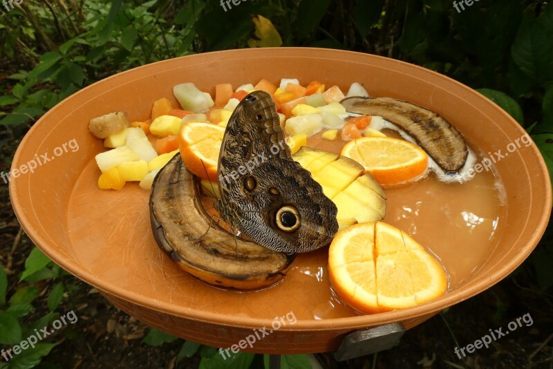 Butterfly Zoo Blijdorp Rotterdam Food