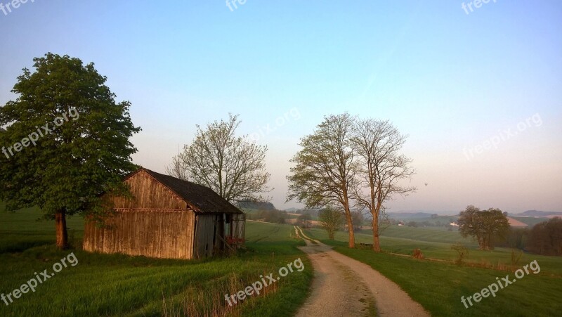 Scale Tree Grass Nature Wood