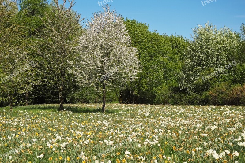 Trees Landscape Nature Grass Season