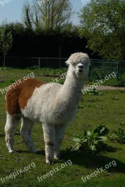 Alpaca Petting Mammal Cattle Nature