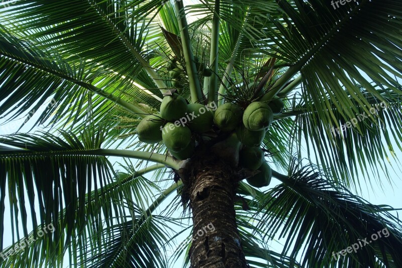 Palm Tree Tropical Summer Nature