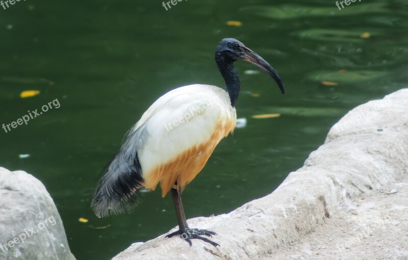 Wildlife Bird Animal Water Nature