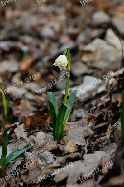 Nature Plant Leaf Season At The Court Of