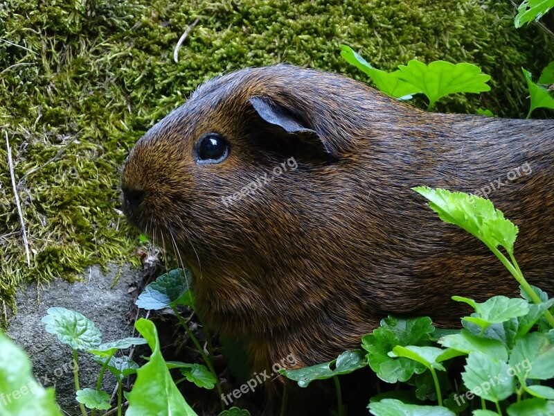 Guinea-pig Mammal Agouti Animal Hairy