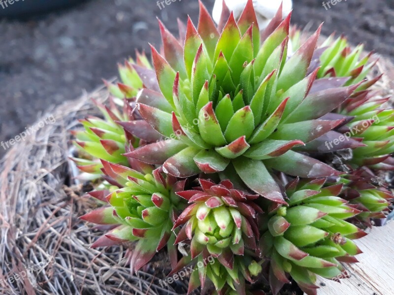 Nature Plant Cactus Leaf Juice Plant