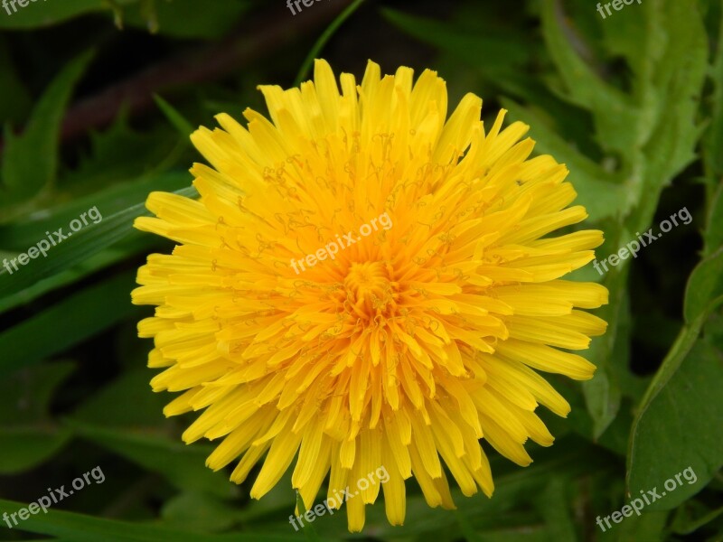 Dandelion Flower Nature Dandelions Plants