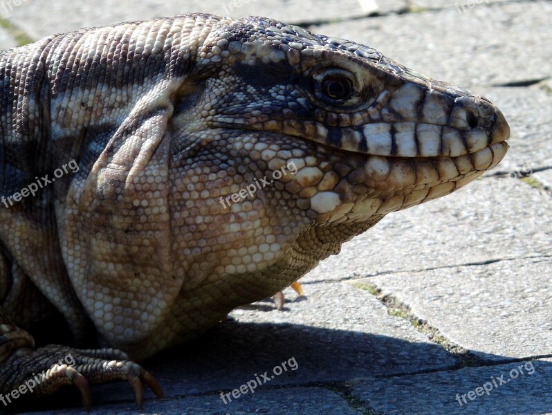 Reptile Animal Nature Wildlife Lizard