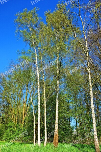 Birch Tree Birch Tree Birch Grove White