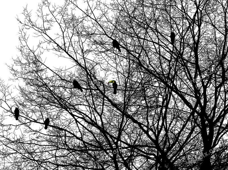 Weird Bird Toucan Crow Silhouette Branches