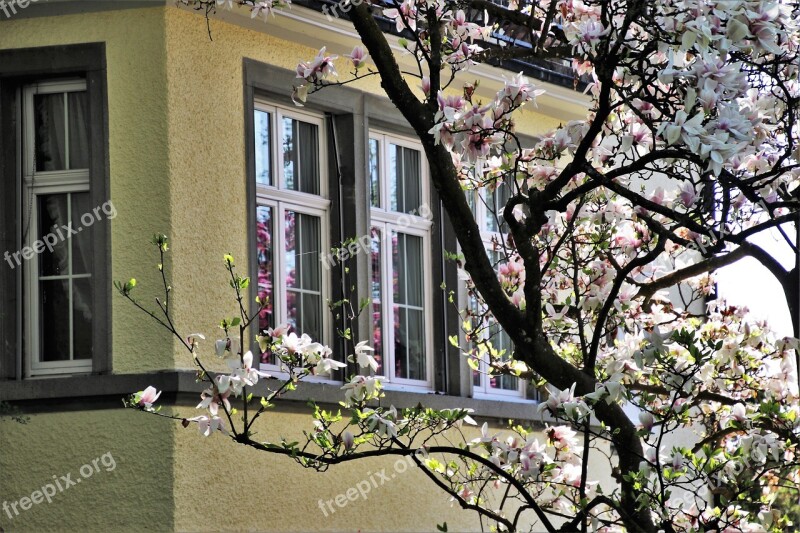 House Magnolia Window Architecture Flower