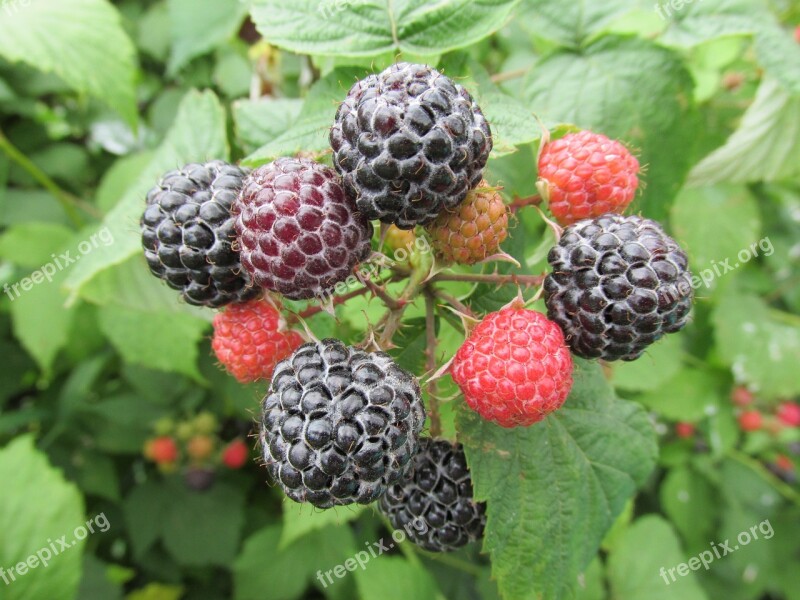 Himbeerstrauch Raspberries Fruit Food Nature