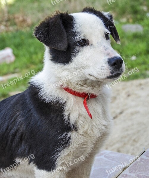 Puppy Dog Sheep Black And White Red Collar