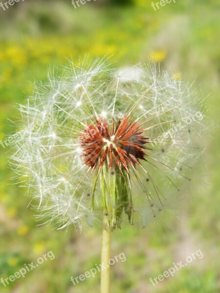 Dandelion Angelitos Detail Seed Taraxacum