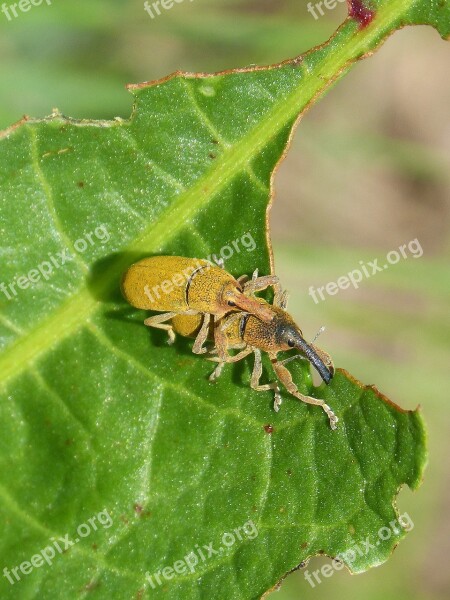 Lixus Angustatus Weevils Of The Mauves Insects Copulating Insect Breeding Nature