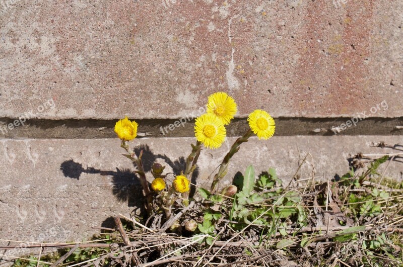 Plant Nature Flower Spring Coltsfoot