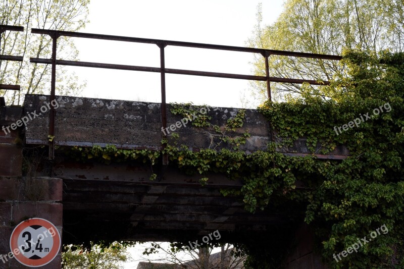 Climbing Ivy Rust Rusted Iron Steel