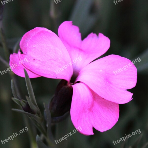 Flower Plant Nature Garden Flowers