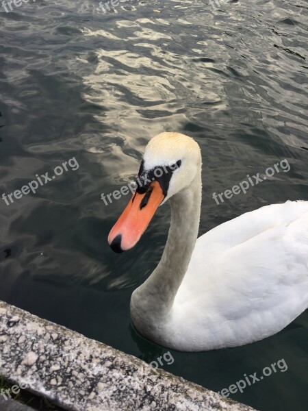 Swan Water Swans Bird Water Bird