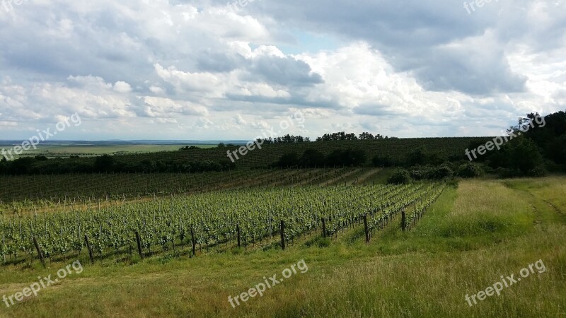 Moravia Czechia Znojmo Vineyards Summer