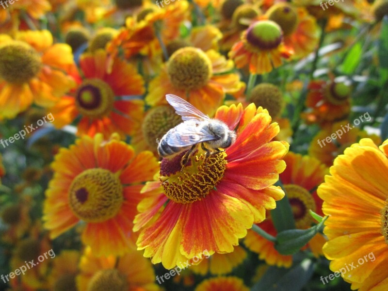 Bee Flower Insect Petrol Stations Nature