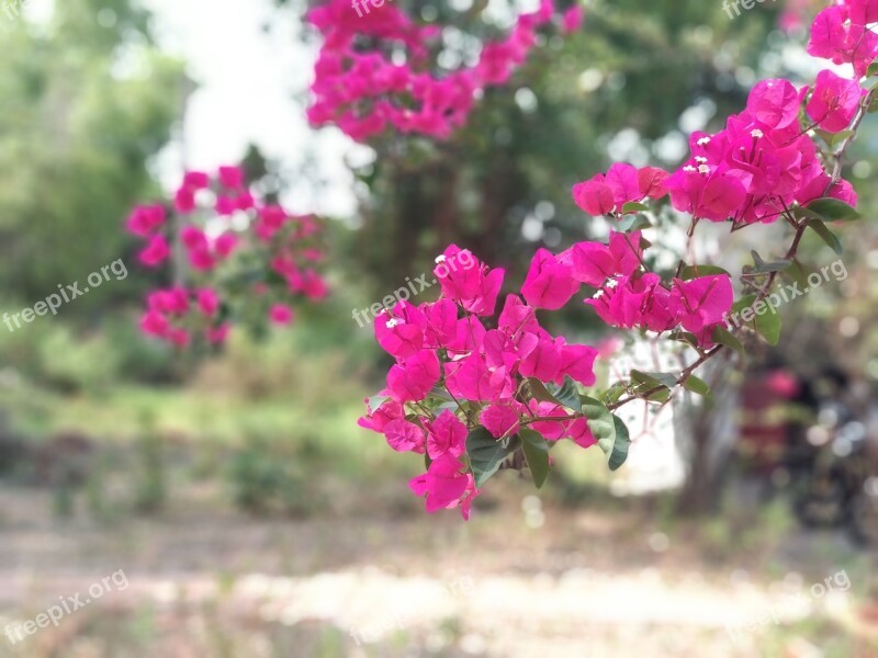 Paper Flower The Garden Free Photos