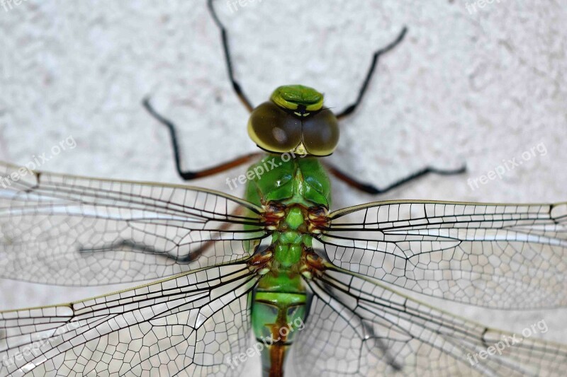 Dragonfly Insect Animal Invertebrate Wildlife